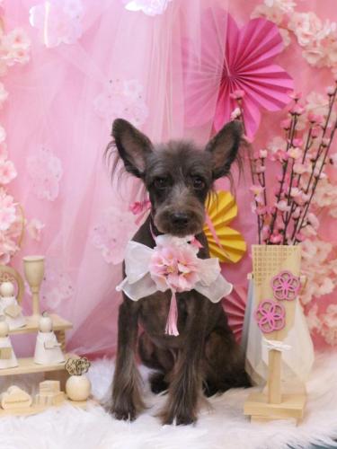 20250302コットンくん